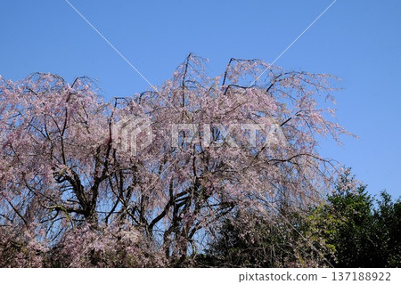 與藍天相映襯的垂枝櫻花 [相模原市築井市 4 月] 137188922