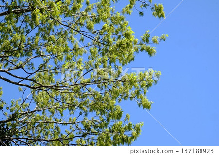 Fresh greenery against the blue sky [Tsukui, Sagamihara City, April] 137188923