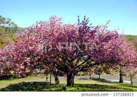 公園裡盛開的重瓣櫻花 [相模原市築井，四月] 137188925