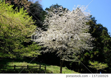 Mountain cherry blossoms and trees in full bloom [Tsukui, Sagamihara City, April] 137188926