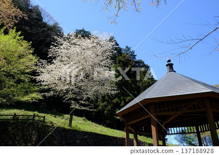 White mountain cherry blossoms and gazebo [Tsukui, Sagamihara City, April] 137188928