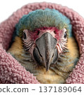 Sleepy macaw parrot wrapped in a cozy pink blanket watercolor clipart 137189064