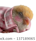 Adorable baby macaw parrot in pink pajamas sleeping watercolor clipart 137189065