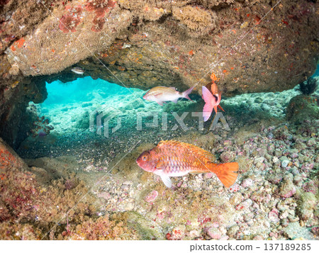 成群的羊魚、蝴蝶魚、紅鯛魚、海鯛等等。 137189285