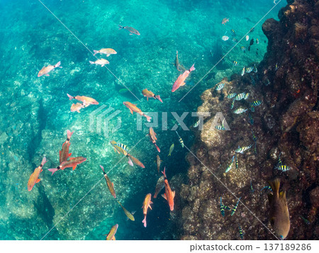 Schools of goatfish, butterflyfish, red snapper, sea bream and more. Schools of goatfish, butterflyfish, red snapper, sea bream and more. 137189286