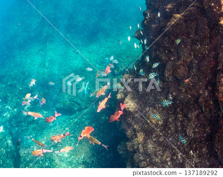 成群的羊魚、蝴蝶魚、紅鯛魚、海鯛等等。 137189292