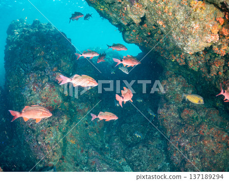 Schools of goatfish, butterflyfish, red snapper, sea bream and more. 137189294