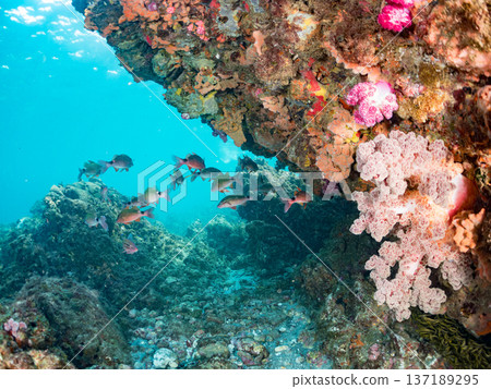 Schools of goatfish, butterflyfish, red snapper, sea bream and more. 137189295