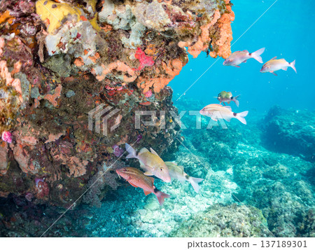成群的羊魚、蝴蝶魚、紅鯛魚、海鯛等等。 成群的羊魚、蝴蝶魚、紅鯛魚、海鯛等等。 137189301