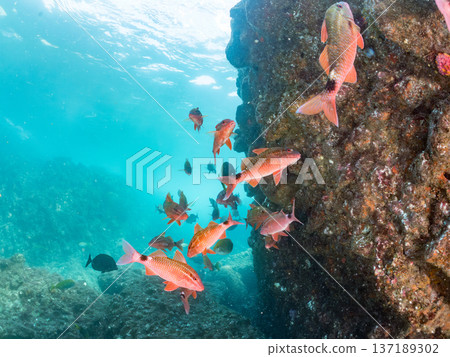 Schools of goatfish, butterflyfish, red snapper, sea bream and more. Schools of goatfish, butterflyfish, red snapper, sea bream and more. 137189302