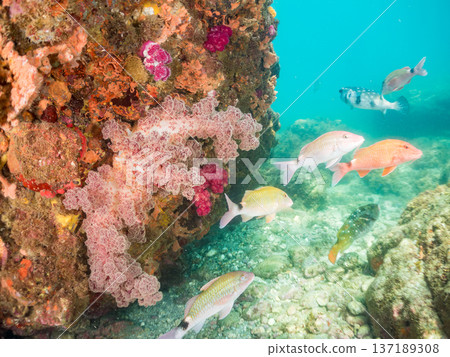 Schools of goatfish, butterflyfish, red snapper, sea bream and more. Schools of goatfish, butterflyfish, red snapper, sea bream and more. 137189308