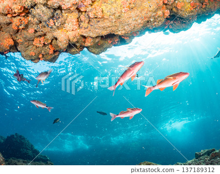 成群的羊魚、蝴蝶魚、紅鯛魚、海鯛等等。 137189312