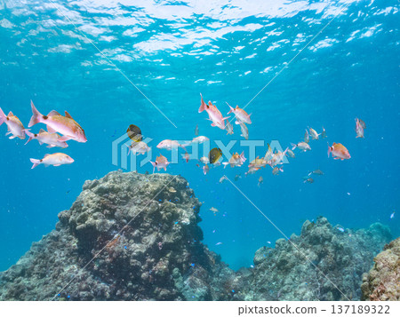 Schools of goatfish, butterflyfish, red snapper, sea bream and more. Schools of goatfish, butterflyfish, red snapper, sea bream and more. 137189322