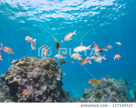 成群的羊魚、蝴蝶魚、紅鯛魚、海鯛等等。 成群的羊魚、蝴蝶魚、紅鯛魚、海鯛等等。 137189325