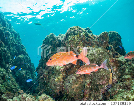 成群的羊魚、蝴蝶魚、紅鯛魚、海鯛等等。 137189339