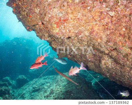 Schools of goatfish, butterflyfish, red snapper, sea bream and more. 137189362