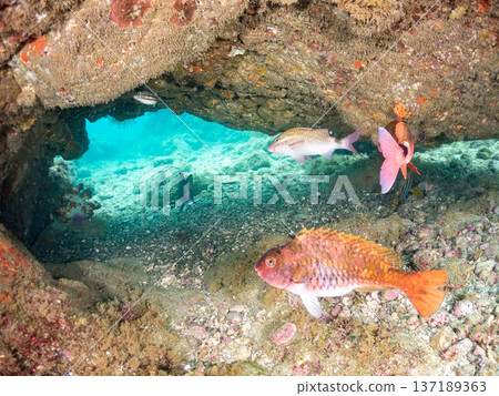 Schools of goatfish, butterflyfish, red snapper, sea bream and more. 137189363