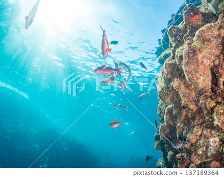 Schools of goatfish, butterflyfish, red snapper, sea bream and more. 137189364