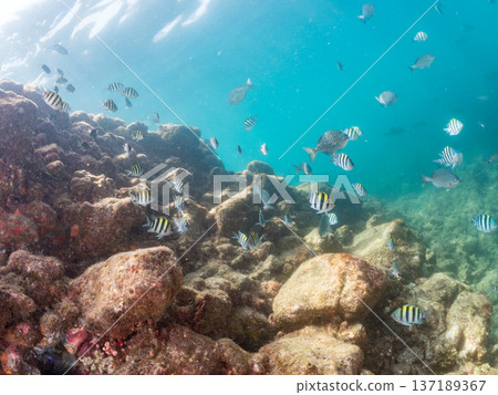成群的羊魚、蝴蝶魚、紅鯛魚、海鯛等等。 137189367