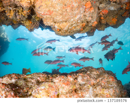 Schools of goatfish, butterflyfish, red snapper, sea bream and more. Schools of goatfish, butterflyfish, red snapper, sea bream and more. 137189376