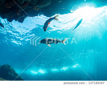 Schools of goatfish, butterflyfish, red snapper, sea bream and more. 137189387