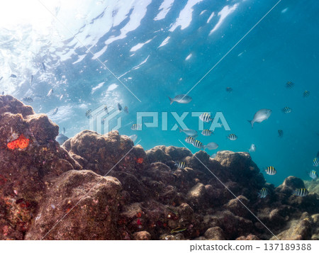 Schools of goatfish, butterflyfish, red snapper, sea bream and more. Schools of goatfish, butterflyfish, red snapper, sea bream and more. 137189388