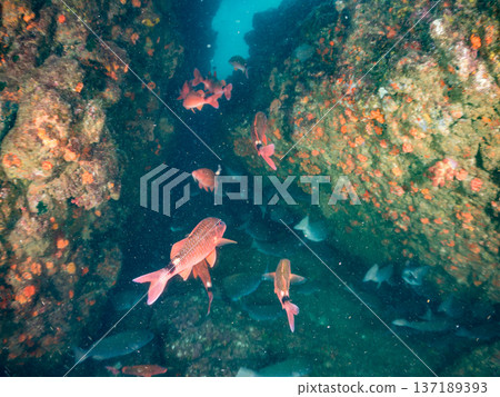 成群的羊魚、蝴蝶魚、紅鯛魚、海鯛等等。 137189393