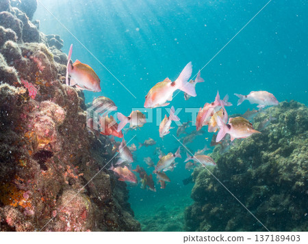 Schools of goatfish, butterflyfish, red snapper, sea bream and more. Schools of goatfish, butterflyfish, red snapper, sea bream and more. 137189403
