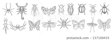 Hand drawn vector linear collection of various insects. Set of different bugs and butterflies black white illustrations hand painted. Outline drawing for entomology, biology, or nature themed design. 137189435