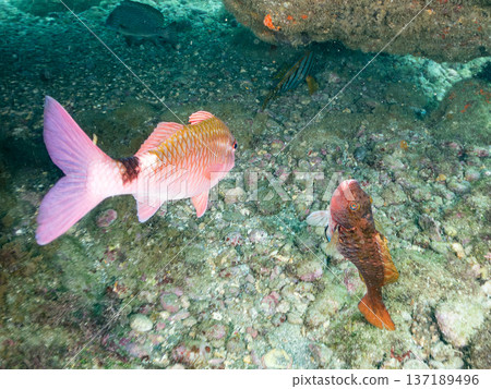 Schools of Japanese goatfish, butterflyfish, red snapper, and other fish. Hirizohama, Nakagi, Minamiizu Town, Izu Peninsula, Shizuoka Prefecture Schools of Japanese goatfish, butterflyfish, red snapper, and other fish. Hirizohama, Nakagi, Minamiizu Town, Izu Peninsula, Shizuoka Prefecture 137189496