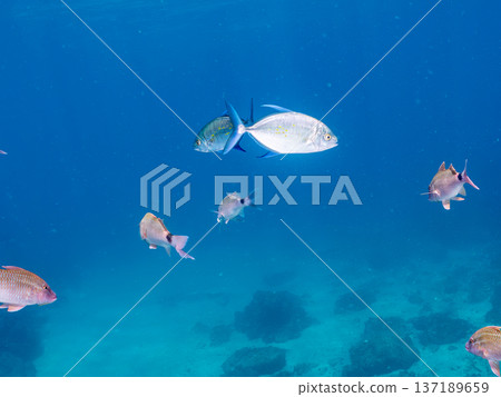Schools of Pacific jackfish, Japanese goatfish, butterflyfish, red snapper, and other fish. Nakagi, Minamiizu Town, Hirizohama Schools of Pacific jackfish, Japanese goatfish, butterflyfish, red snapper, and other fish. Nakagi, Minamiizu Town, Hirizohama 137189659