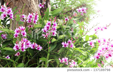 Tropical scene with orchid flowers on sunny nature background. Horizontal banner with leaves of tropical plants and orchid flower of lilac color, Thailand. Lilac-hued orchid blossom Tropical scene with orchid flowers on sunny nature background. Horizontal banner with leaves of tropical plants and orchid flower of lilac color, Thailand. Lilac-hued orchid blossom 137189798