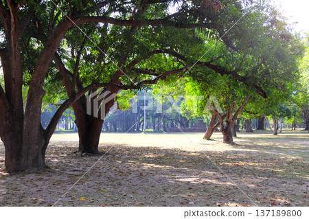 Big old trees in Sukhothai historical park, Thailand. Picturesque landscape with tree and old ruins, Sukhothai old city, Northern Thailand. Topic of vacation, travel, trip, cruise, tour Big old trees in Sukhothai historical park, Thailand. Picturesque landscape with tree and old ruins, Sukhothai old city, Northern Thailand. Topic of vacation, travel, trip, cruise, tour 137189800