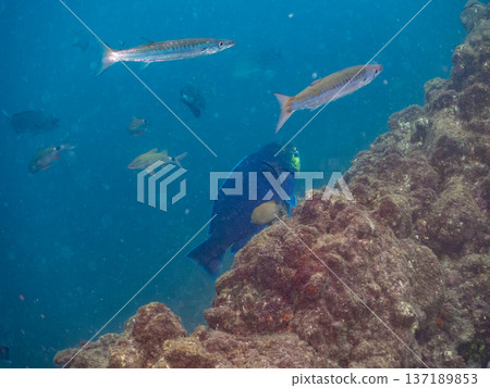 一群鸚嘴魚和其他魚類。日本靜岡縣伊豆半島南伊豆町中木町的Hirizo海灘 - 2025,日本頂級浮潛地點之一。 一群鸚嘴魚和其他魚類。日本靜岡縣伊豆半島南伊豆町中木町的Hirizo海灘 - 2025,日本頂級浮潛地點之一。 137189853
