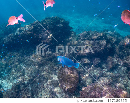 一群鸚嘴魚和其他魚類。日本靜岡縣伊豆半島南伊豆町中木町的Hirizo海灘 - 2025,日本頂級浮潛地點之一。 一群鸚嘴魚和其他魚類。日本靜岡縣伊豆半島南伊豆町中木町的Hirizo海灘 - 2025,日本頂級浮潛地點之一。 137189855