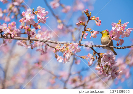 Kawazu cherry tree in full bloom and mezzo Kawazu cherry tree in full bloom and mezzo 137189965