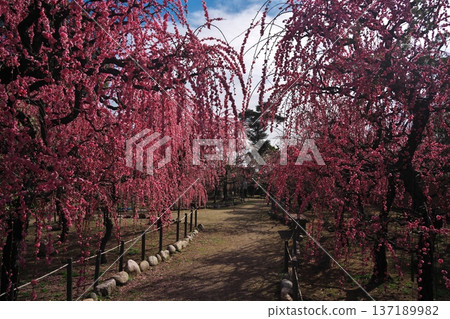 Weeping plum blossoms in full bloom at Yuki Shrine, Tsu City, Mie Prefecture 137189982