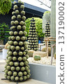 Cacti arranged in the shape of a Christmas tree, showcasing unique design and vibrant greenery, creating a festive atmosphere in a modern botanical setting 137190002