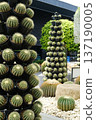 Cacti arranged in the shape of Christmas trees create a unique festive display in a garden setting, showcasing vibrant green colors and intricate textures for holiday inspiration 137190005