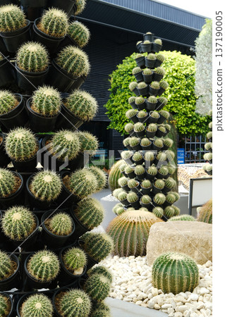 Cacti arranged in the shape of Christmas trees create a unique festive display in a garden setting, showcasing vibrant green colors and intricate textures for holiday inspiration Cacti arranged in the shape of Christmas trees create a unique festive display in a garden setting, showcasing vibrant green colors and intricate textures for holiday inspiration 137190005