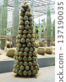 Cacti arranged in the shape of a Christmas tree, showcasing vibrant green textures and unique forms, creating a festive and natural holiday decoration concept 137190035