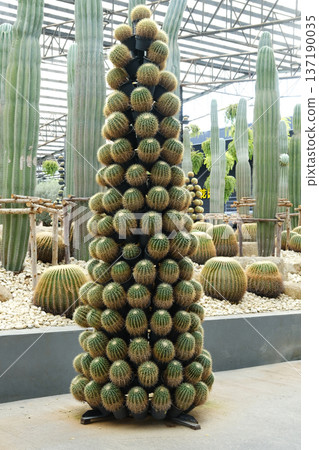 Cacti arranged in the shape of a Christmas tree, showcasing vibrant green textures and unique forms, creating a festive and natural holiday decoration concept 137190035