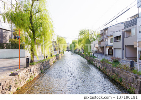 京都市東山區白川上的橋樑與柳樹 137190181
