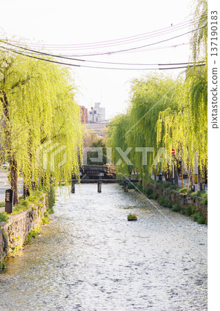 京都市東山區白川上的橋樑與柳樹 137190183