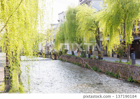 京都市東山區白川上的橋樑與柳樹 京都市東山區白川上的橋樑與柳樹 137190184
