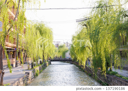京都市東山區白川上的橋樑與柳樹 137190186