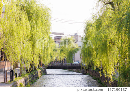 京都市東山區白川上的橋樑與柳樹 137190187