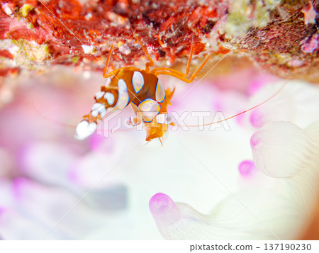 Sea anemone shrimp and others. Hirizohama Beach, Nakagi, Minamiizu Town, Izu Peninsula, Shizuoka Prefecture - 2025 One of Japan's leading snorkeling spots 137190230