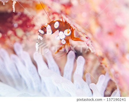 海葵蝦等。日本靜岡縣伊豆半島南伊豆町中木町堀佐濱海灘 - 2025，日本頂級浮潛勝地之一。 137190241