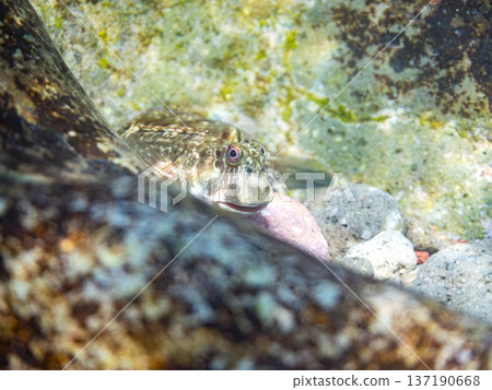 Frogfish on the shore. Hirizohama Beach, Minamiizu Town, Nakagi, Izu Peninsula, Shizuoka Prefecture - 2025 One of Japan's leading snorkeling spots 137190668